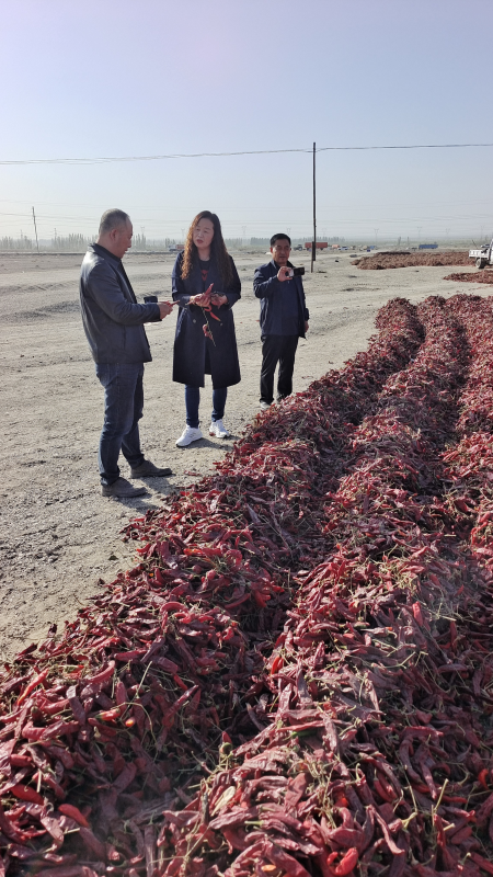 The paprika harvest for the 2024 season started